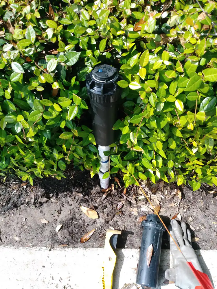 A new pop-up sprinkler head installed among green shrub leaves in a hedge bed