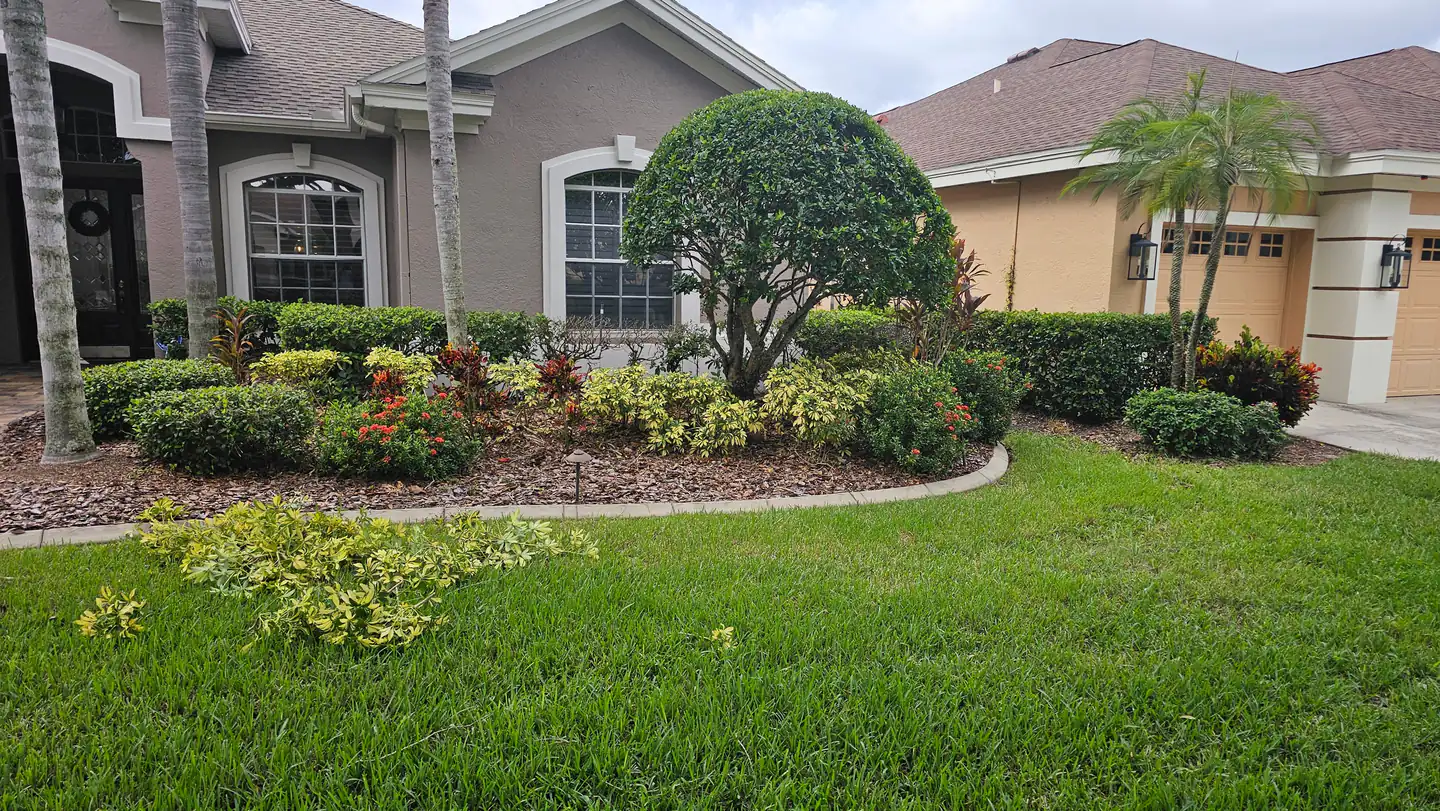 A curved concrete-curbed planting bed with a clipped topiary tree, crotons, ixora and low hedging in fresh mulch, beside a thick green lawn at a stucco home